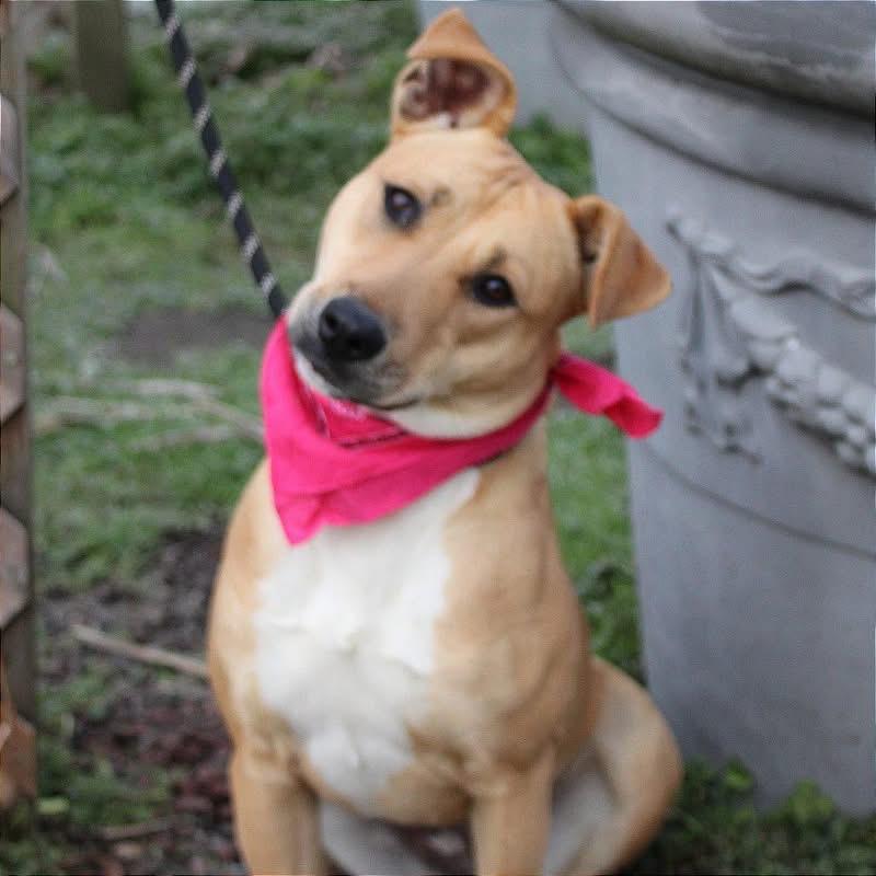 Enlarge Kimmy, a ADOPTABLE mixed breed in Oswego, IL image 2/2