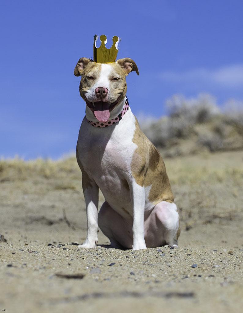 Camila, a Adoptable Pit Bull Terrier in Washoe Valley, NV image 3/6