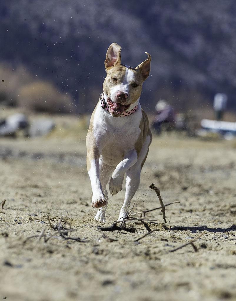 Camila, a Adoptable Pit Bull Terrier in Washoe Valley, NV image 4/6