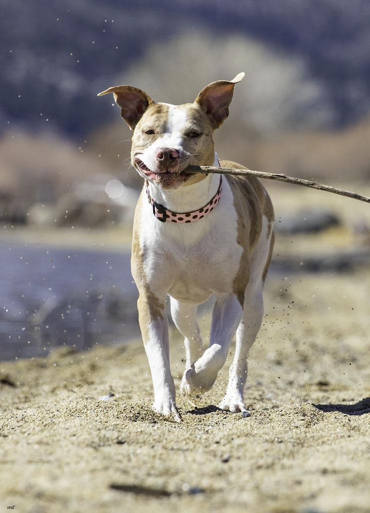 Camila, a Adoptable Pit Bull Terrier in Washoe Valley, NV image 1/6