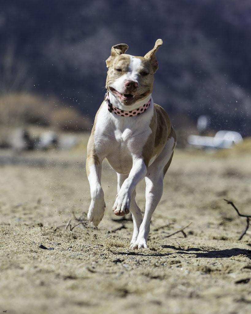 Camila, a Adoptable Pit Bull Terrier in Washoe Valley, NV image 2/6