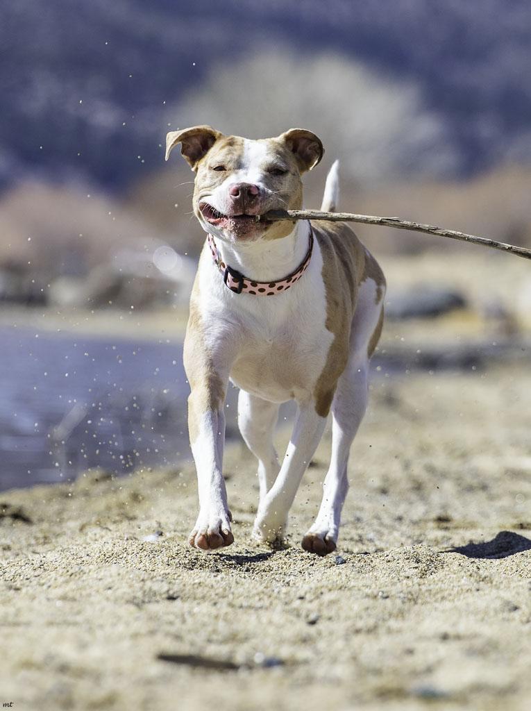 Camila, a Adoptable Pit Bull Terrier in Washoe Valley, NV image 5/6