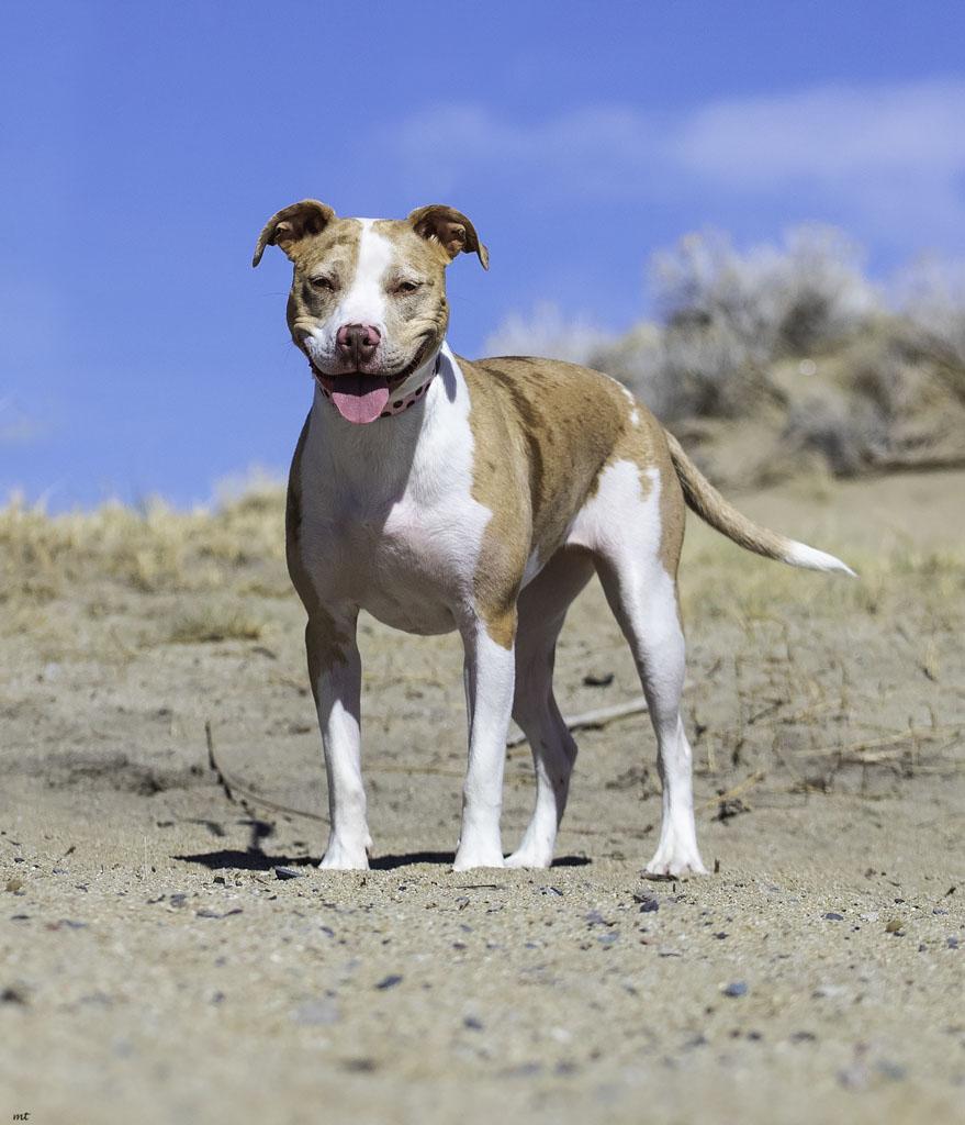 Camila, a Adoptable Pit Bull Terrier in Washoe Valley, NV image 6/6