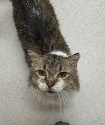 Enlarge Kitty Purr, a Adoptable mixed breed in Missoula, MT image 1/1