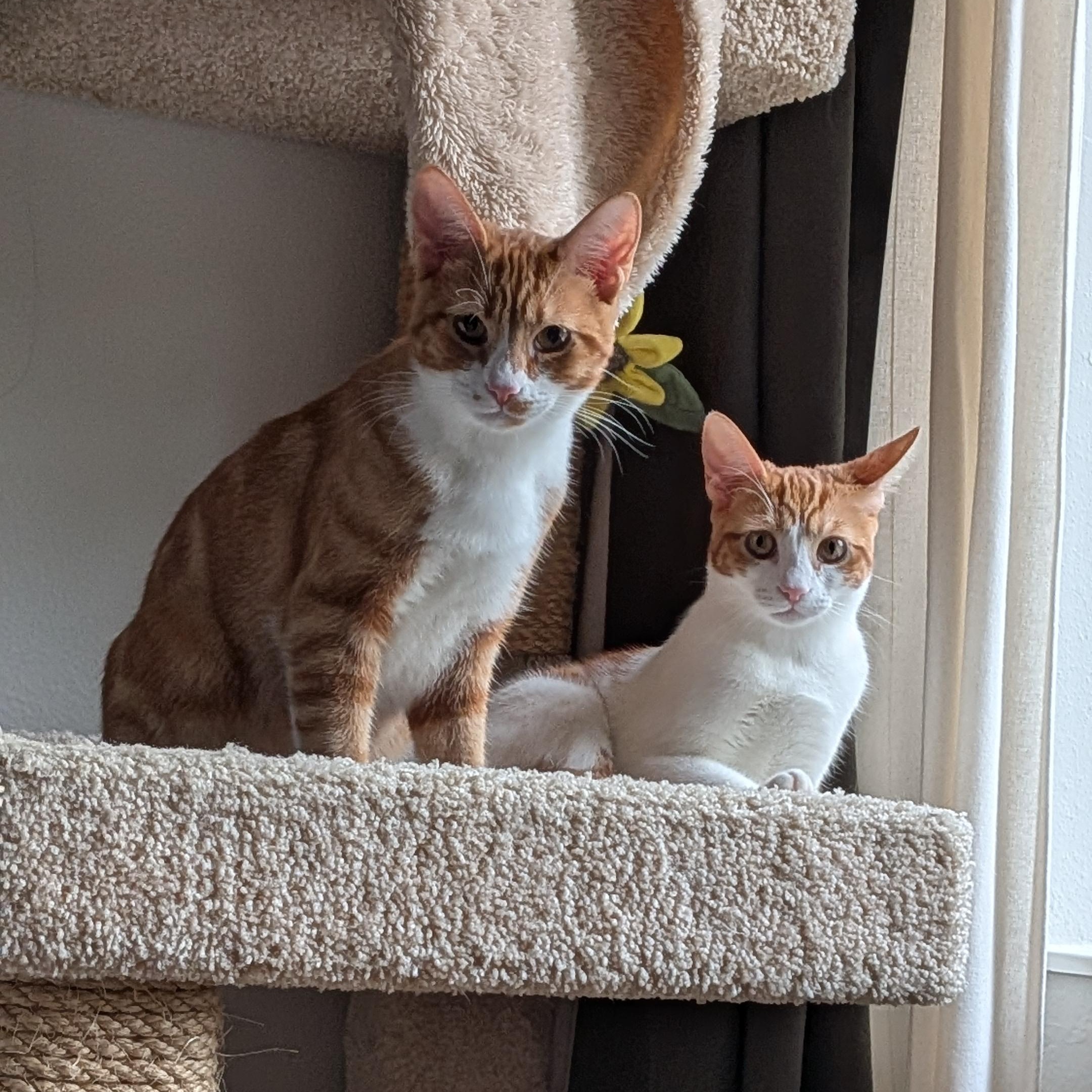 Enlarge Jazz (bonded to Maggie May), a Adoptable Domestic Short Hair in Renton , WA image 1/4