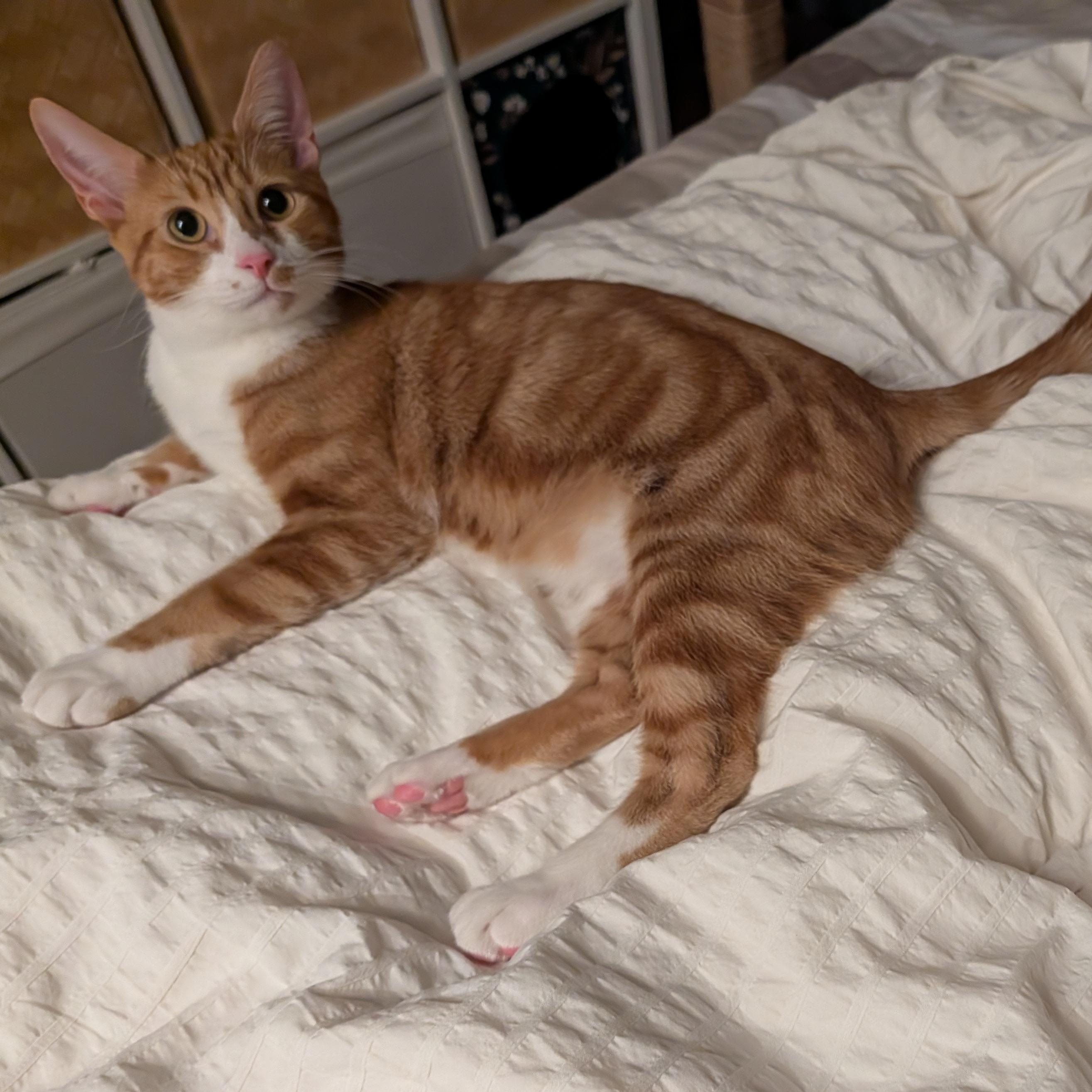 Enlarge Jazz (bonded to Maggie May), a Adoptable Domestic Short Hair in Renton , WA image 4/4