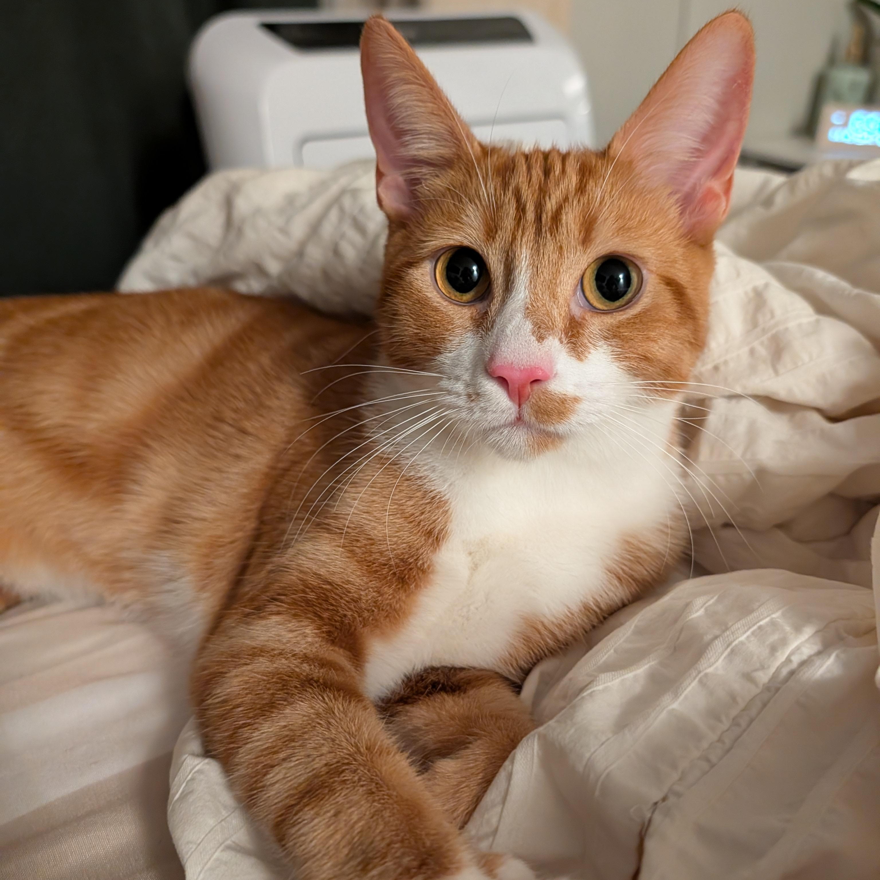 Enlarge Jazz (bonded to Maggie May), a Adoptable Domestic Short Hair in Renton , WA image 2/4