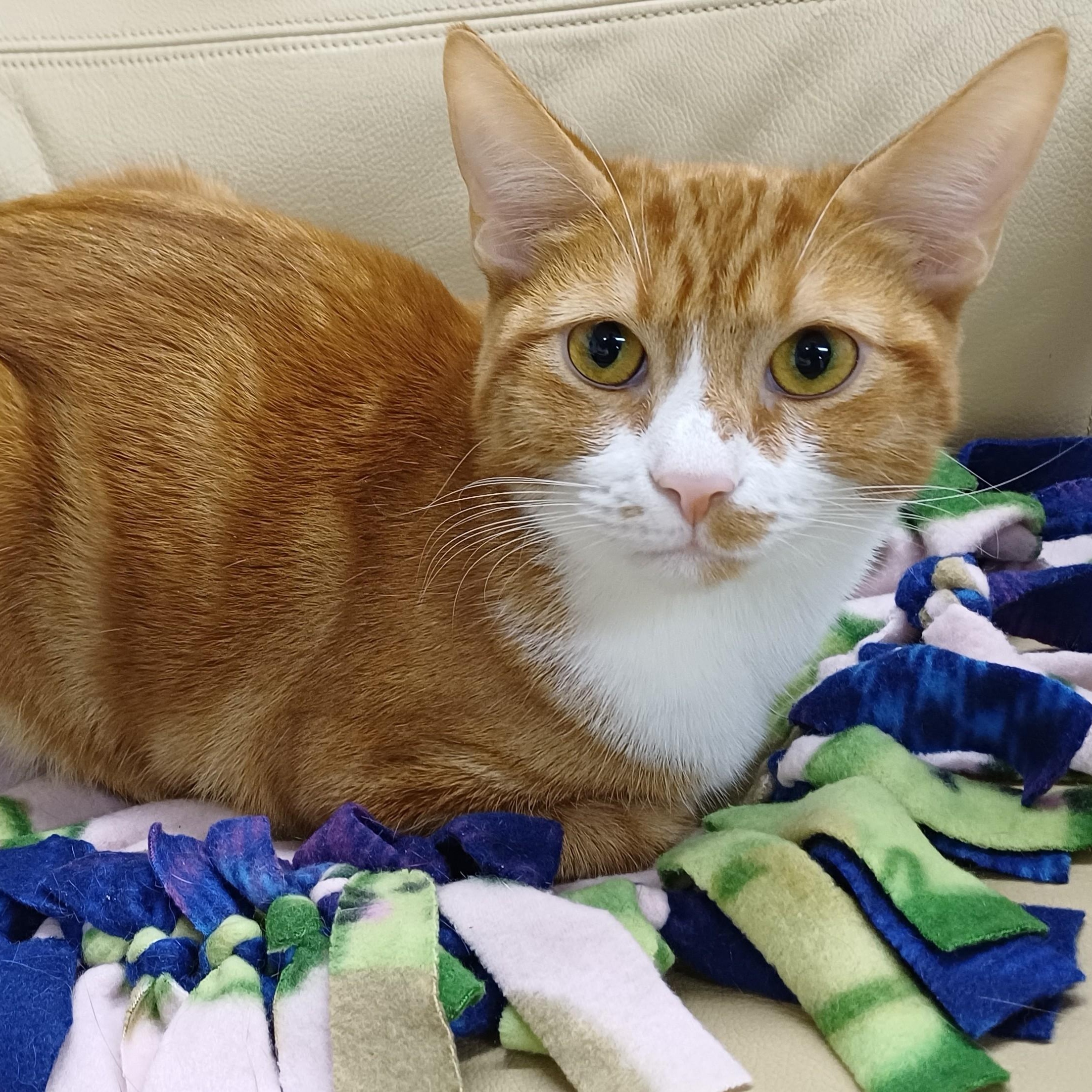 Jazz (bonded to Maggie May), Adoptable, Kitten Male Domestic Short Hair.