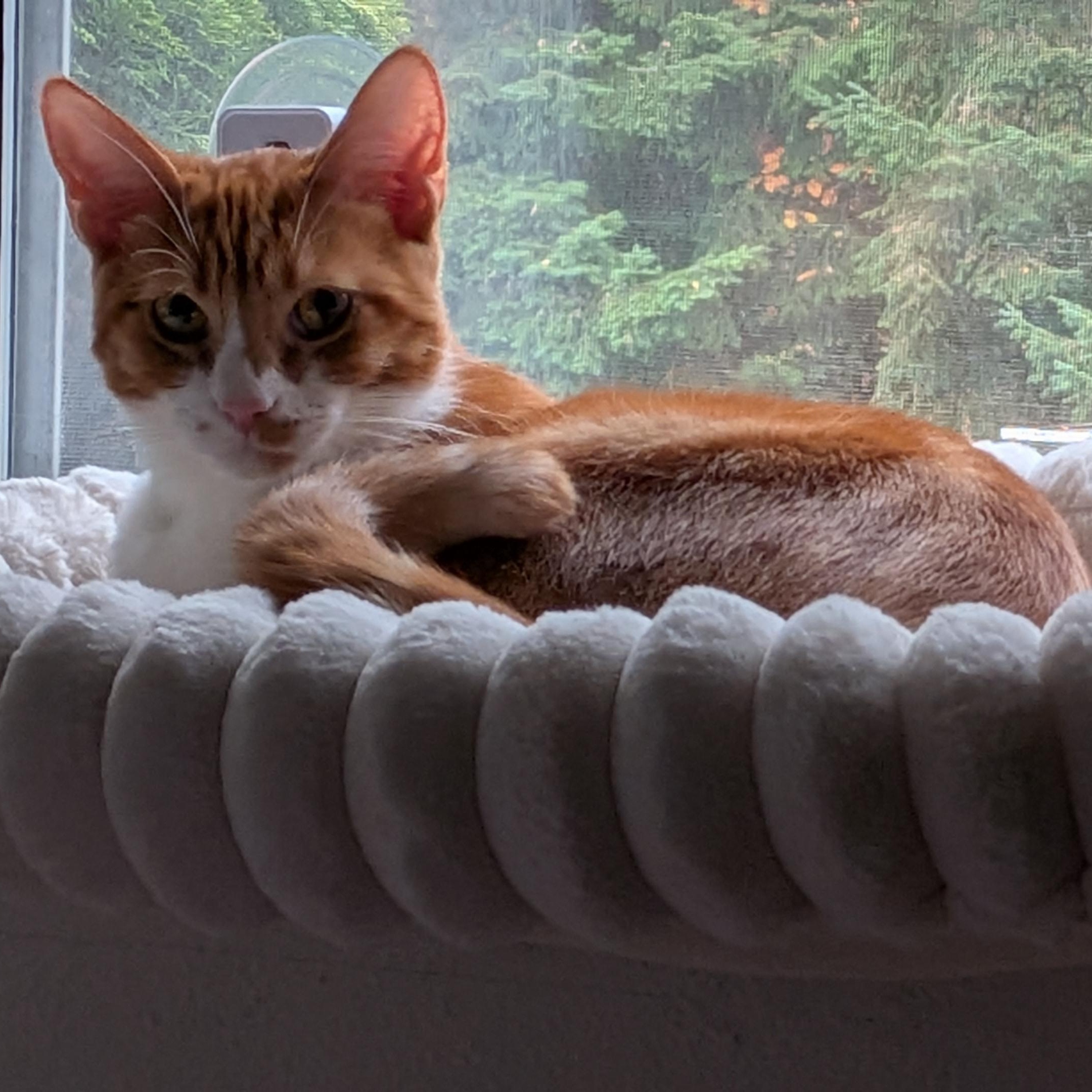 Enlarge Jazz (bonded to Maggie May), a Adoptable Domestic Short Hair in Renton , WA image 3/4