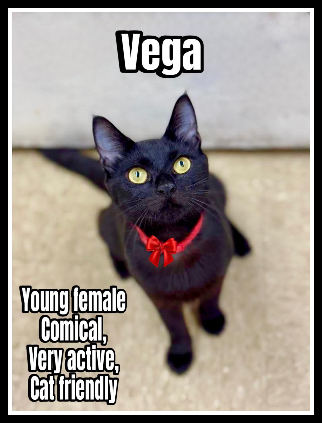 Vega FCID# 05/22/2025 - 109 Willow Grove