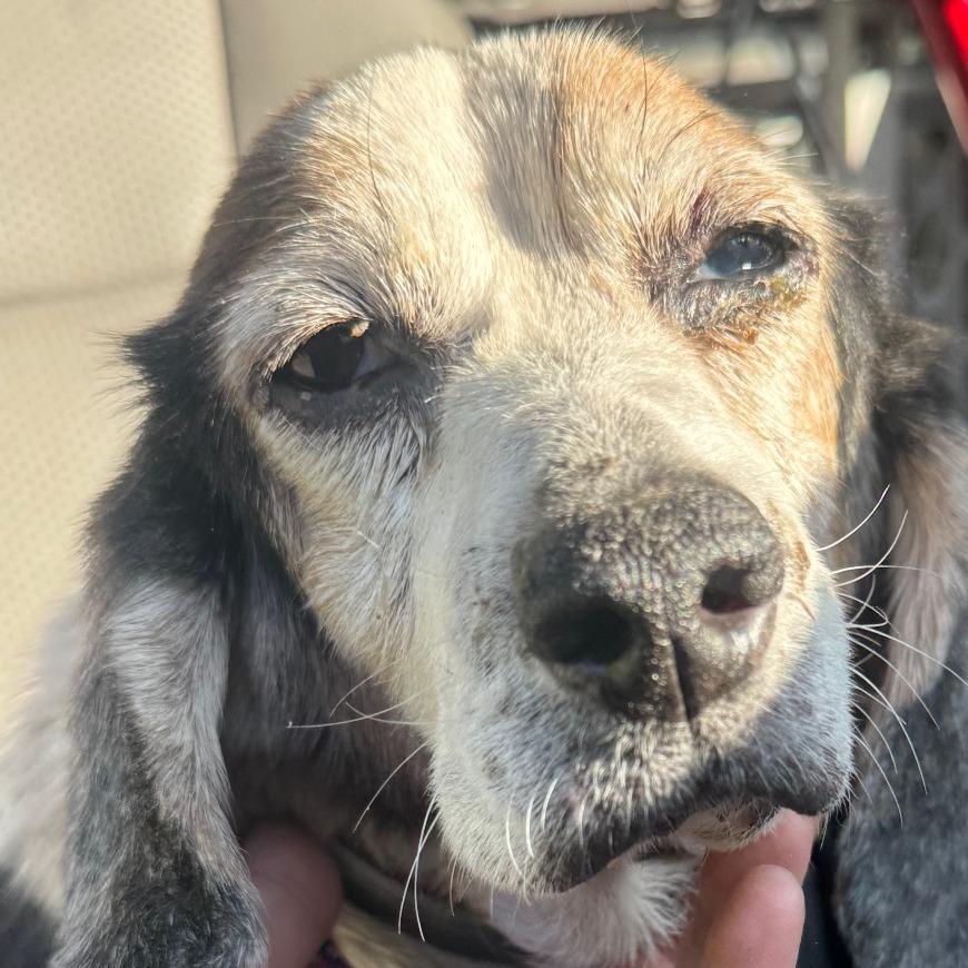 Nala, Adoptable, Senior Female Beagle & Mixed Breed.