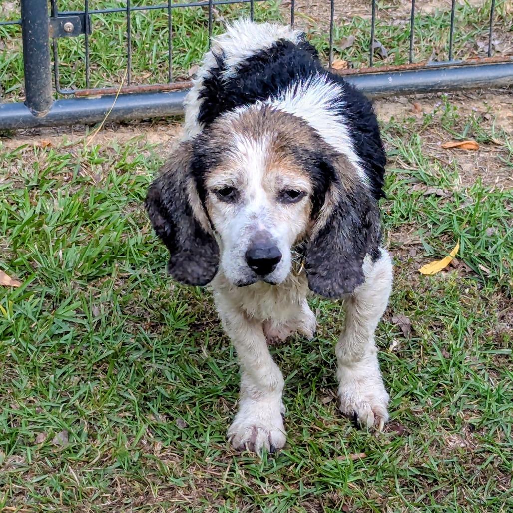 Enlarge Nala, a Adoptable mixed breed in Bessemer, AL image 3/6