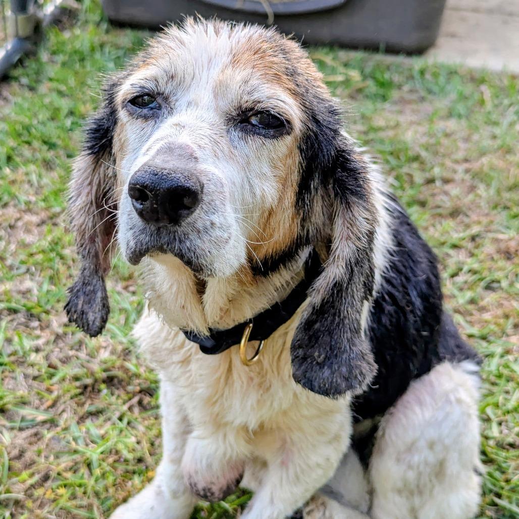 Enlarge Nala, a Adoptable mixed breed in Bessemer, AL image 4/6