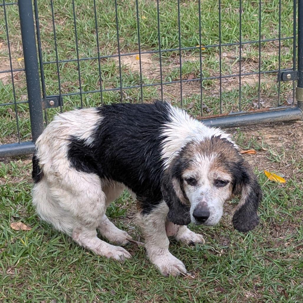 Enlarge Nala, a Adoptable mixed breed in Bessemer, AL image 5/6