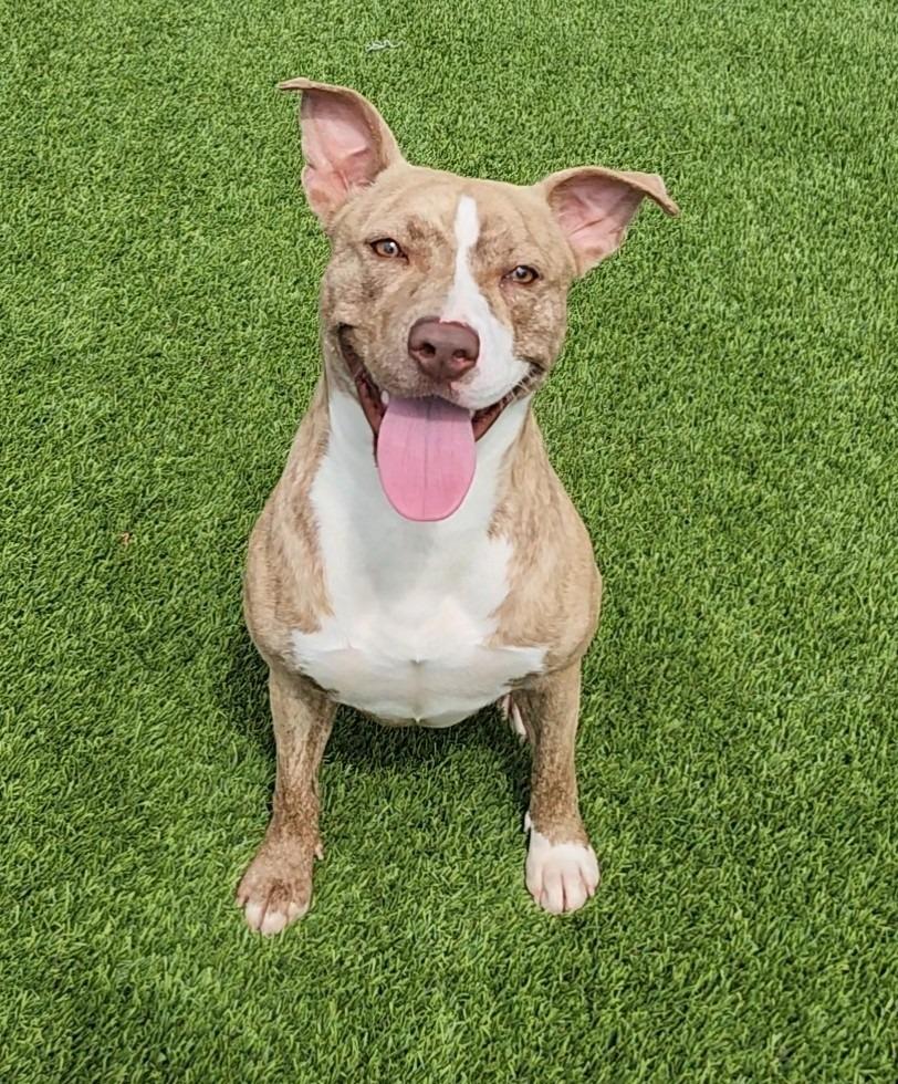 Allie, a ADOPTABLE mixed breed in Frankfort, KY image 2/4