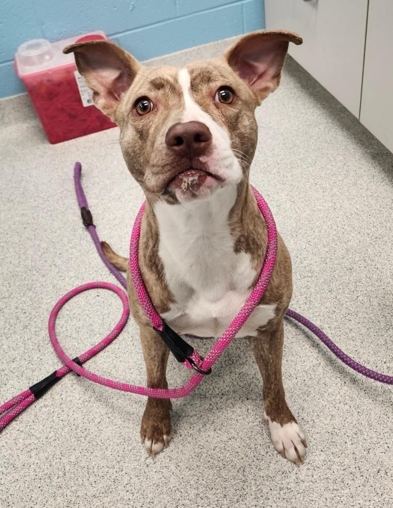 Allie, a ADOPTABLE mixed breed in Frankfort, KY image 3/4