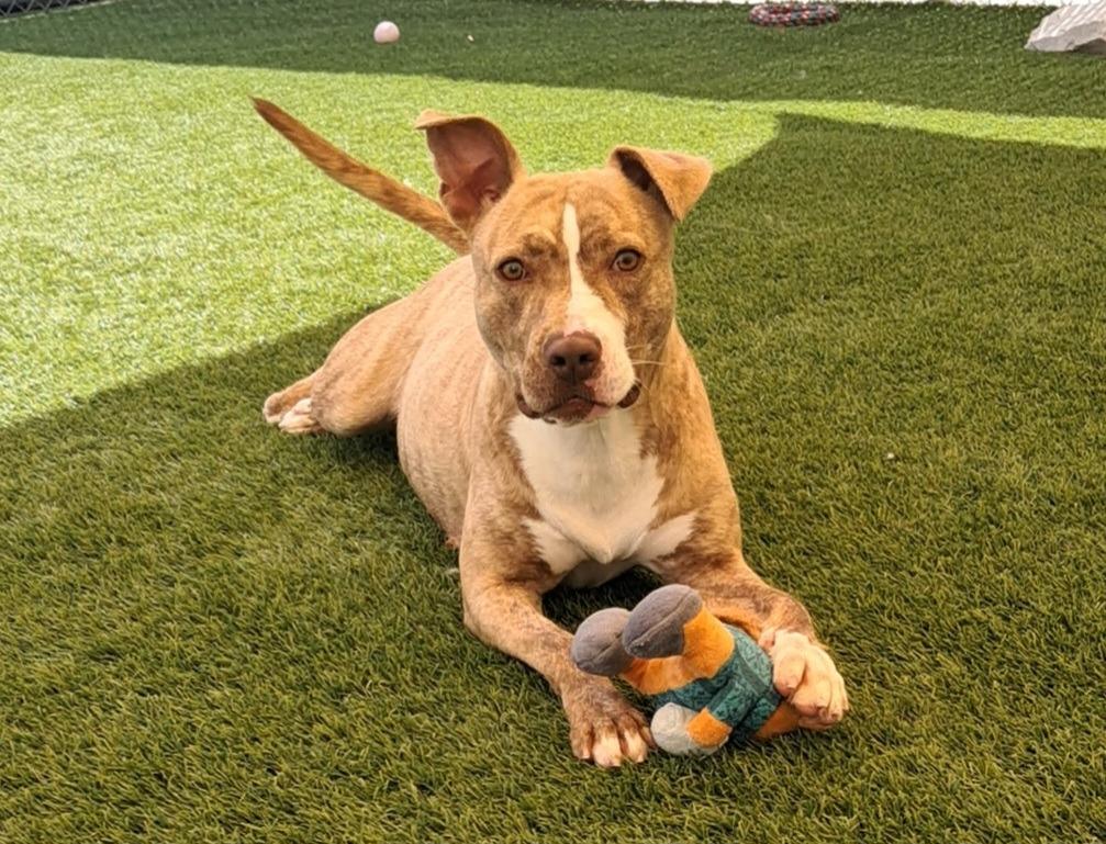 Allie, a ADOPTABLE mixed breed in Frankfort, KY image 4/4