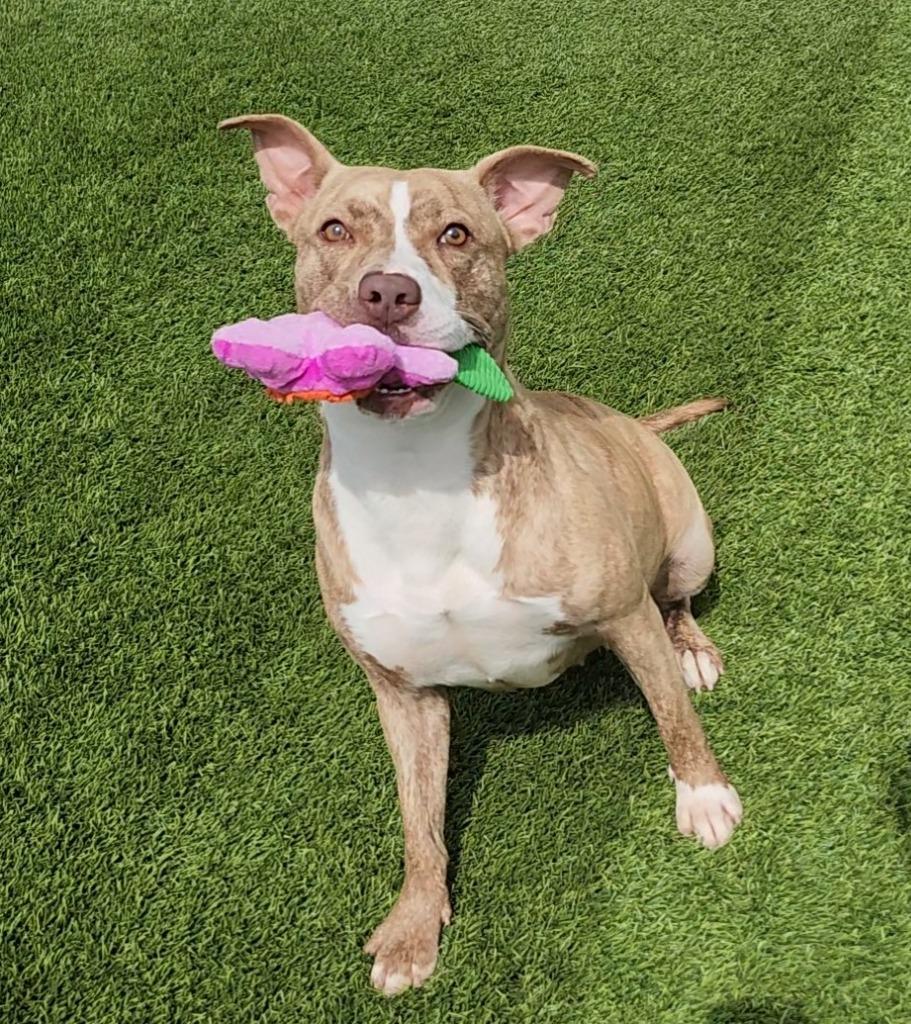 Allie, ADOPTABLE, Young Female Pit Bull Terrier & Mixed Breed.