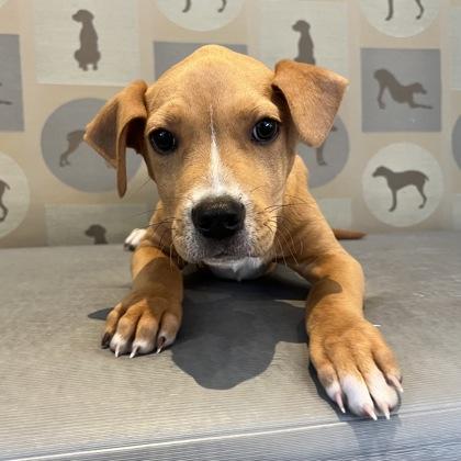 Enlarge Orion, a Adoptable mixed breed in Dallas, TX image 1/4