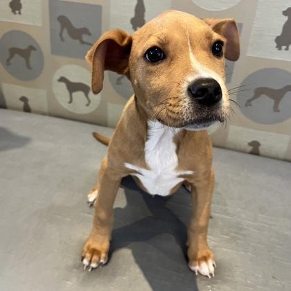 Enlarge Orion, a Adoptable mixed breed in Dallas, TX image 3/4