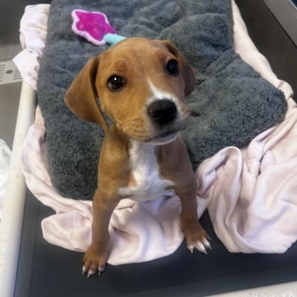 Enlarge Orion, a Adoptable mixed breed in Dallas, TX image 4/4