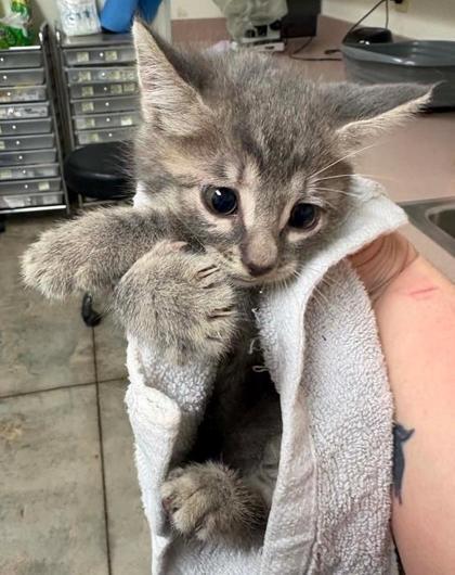 Janice, Adoptable, Kitten Female Domestic Short Hair & Domestic Short Hair.