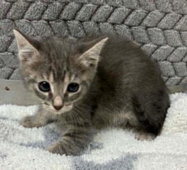 Janice, a Adoptable mixed breed in Lampasas, TX image 2/2