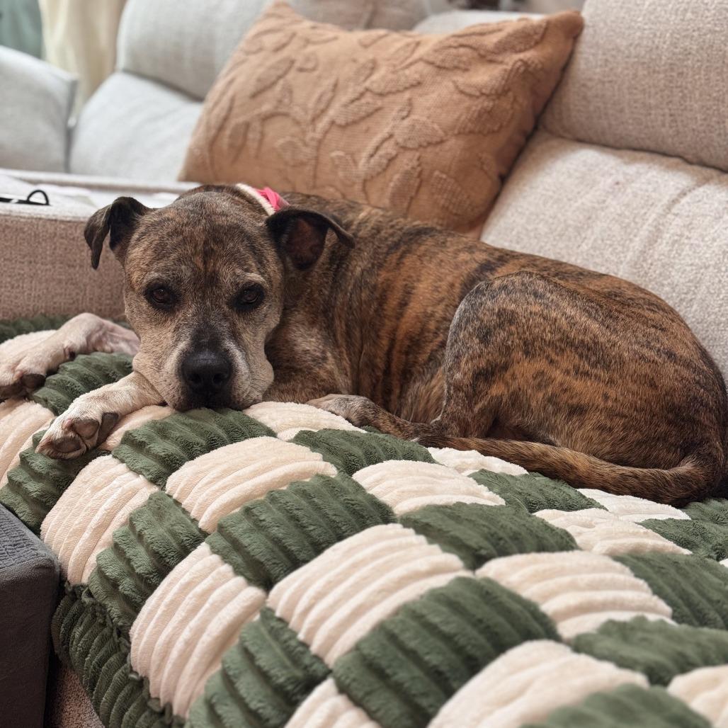 MeeMaw, Adoptable, Senior Female Pit Bull Terrier & Mixed Breed.