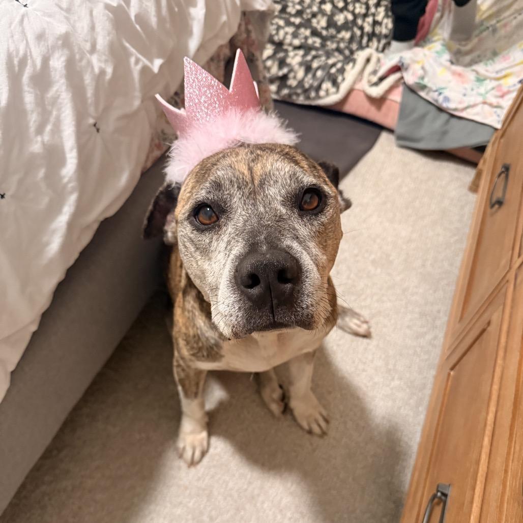 MeeMaw, a Adoptable mixed breed in Durham, NC image 2/6
