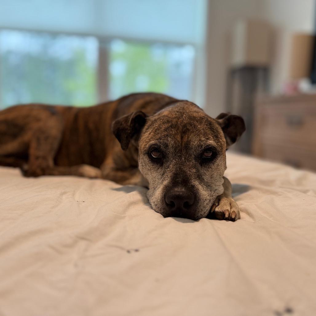 MeeMaw, a Adoptable mixed breed in Durham, NC image 3/6