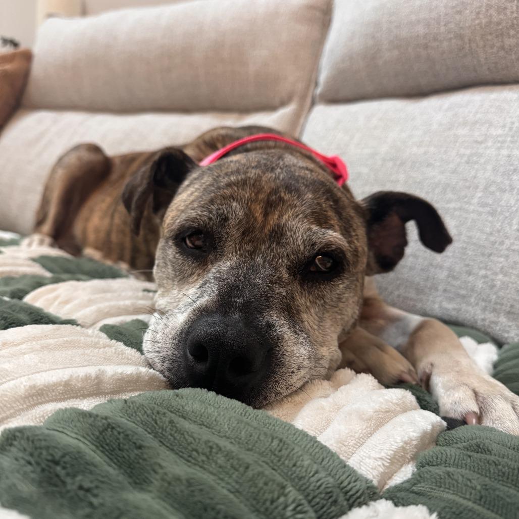 MeeMaw, a Adoptable mixed breed in Durham, NC image 4/6
