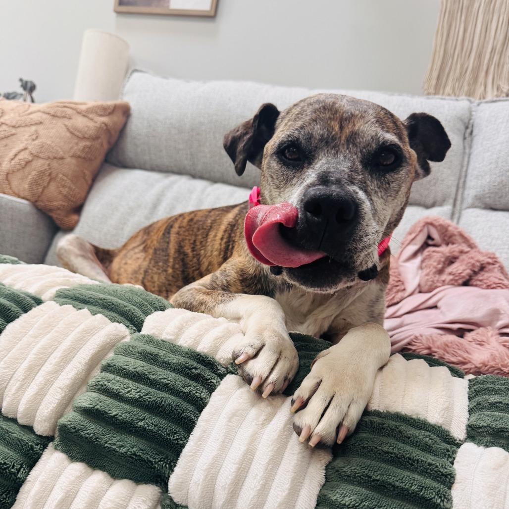 MeeMaw, a Adoptable mixed breed in Durham, NC image 5/6