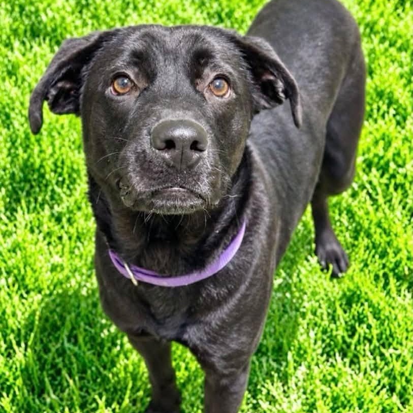 Spookie, Adopted, Young Male Black Labrador Retriever.