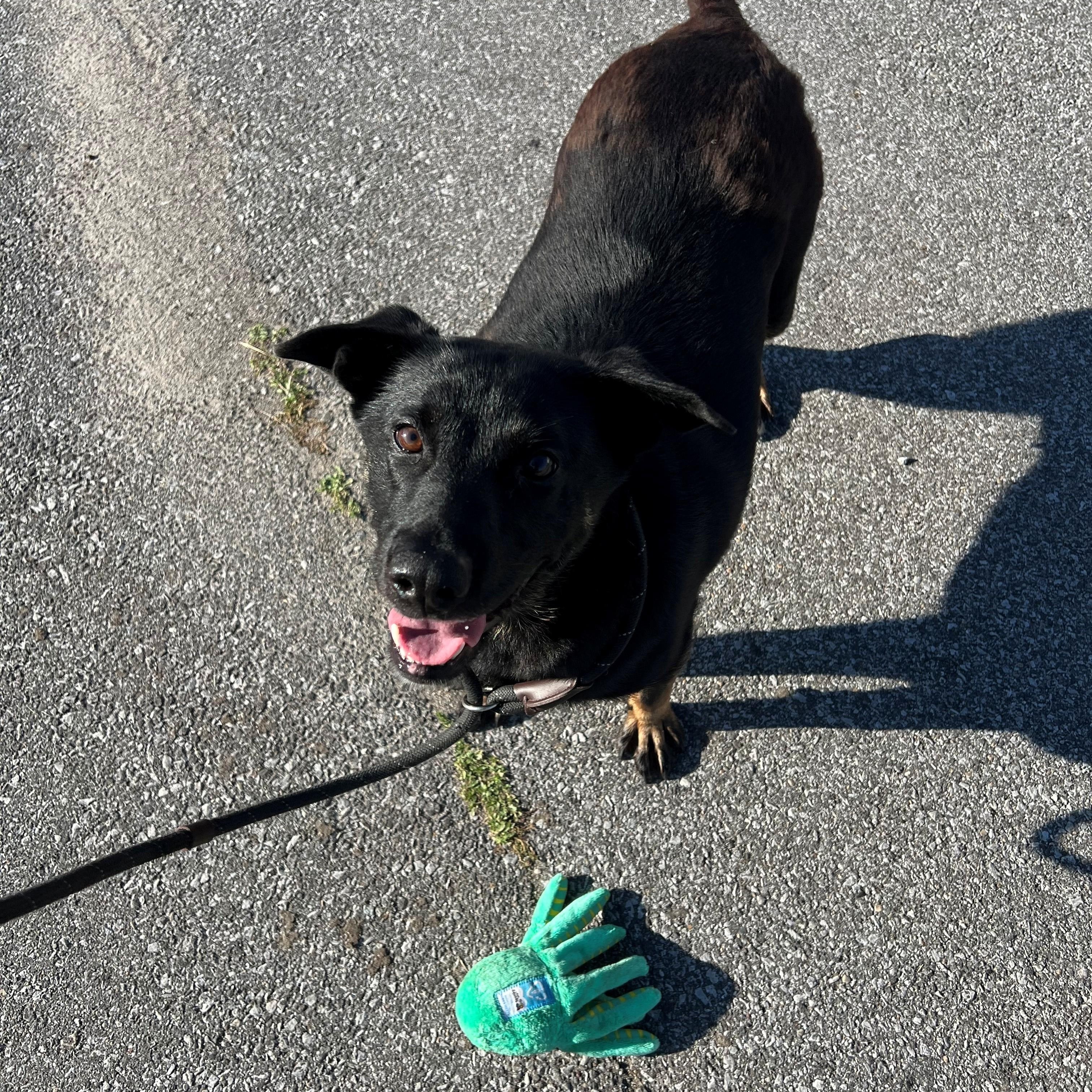 Enlarge Bailey, a Adoptable mixed breed in Schererville, IN image 1/1