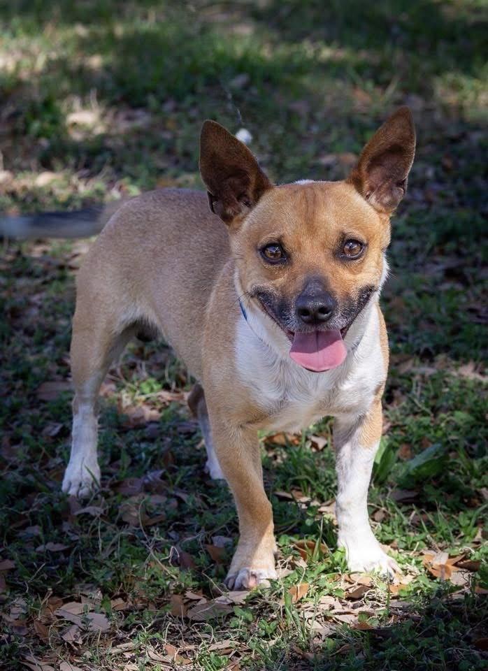 Enlarge Benito, a Adoptable Chihuahua in Tonawanda, NY image 1/3