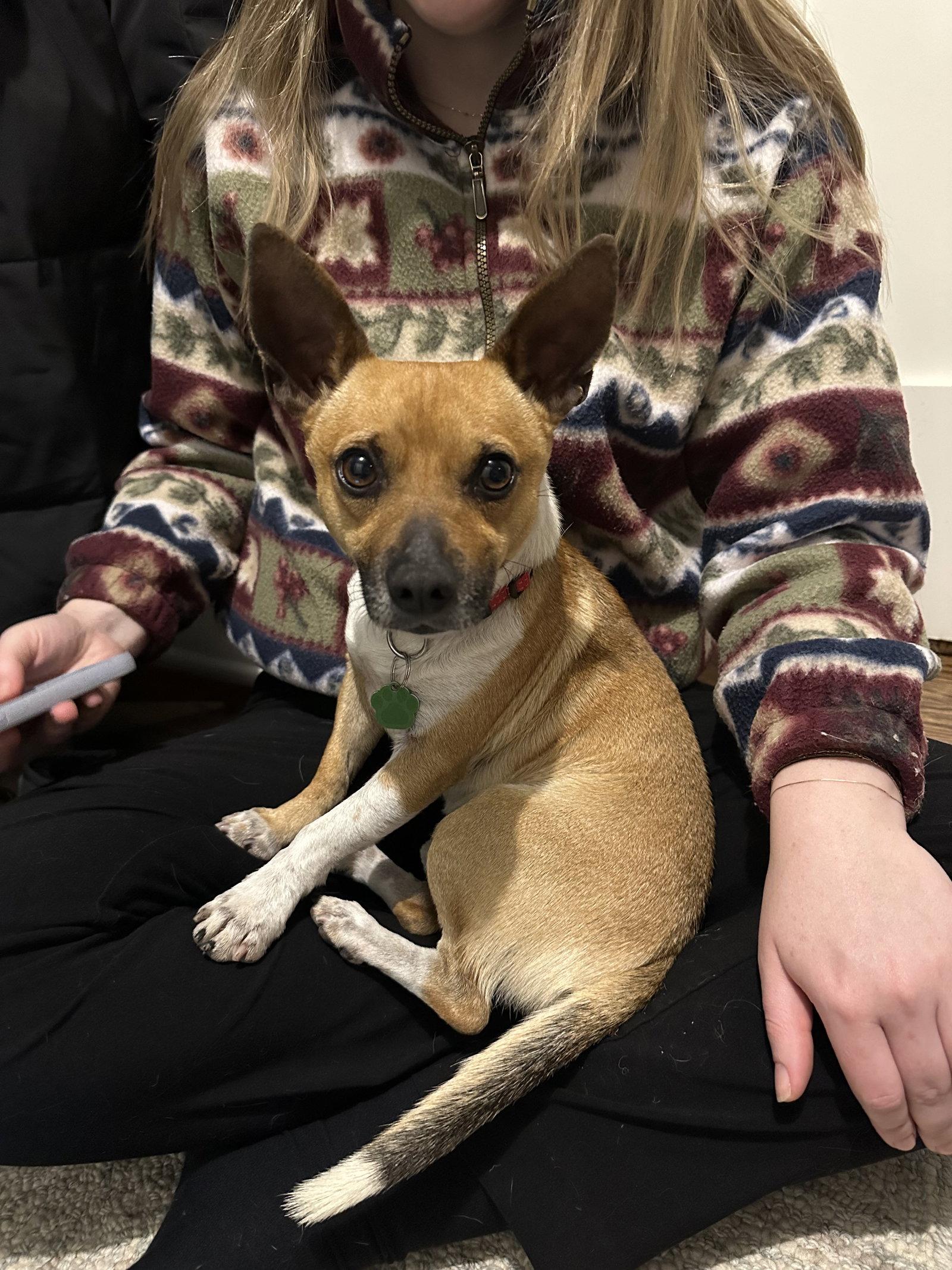 Enlarge Benito, a Adoptable Chihuahua in Tonawanda, NY image 2/3