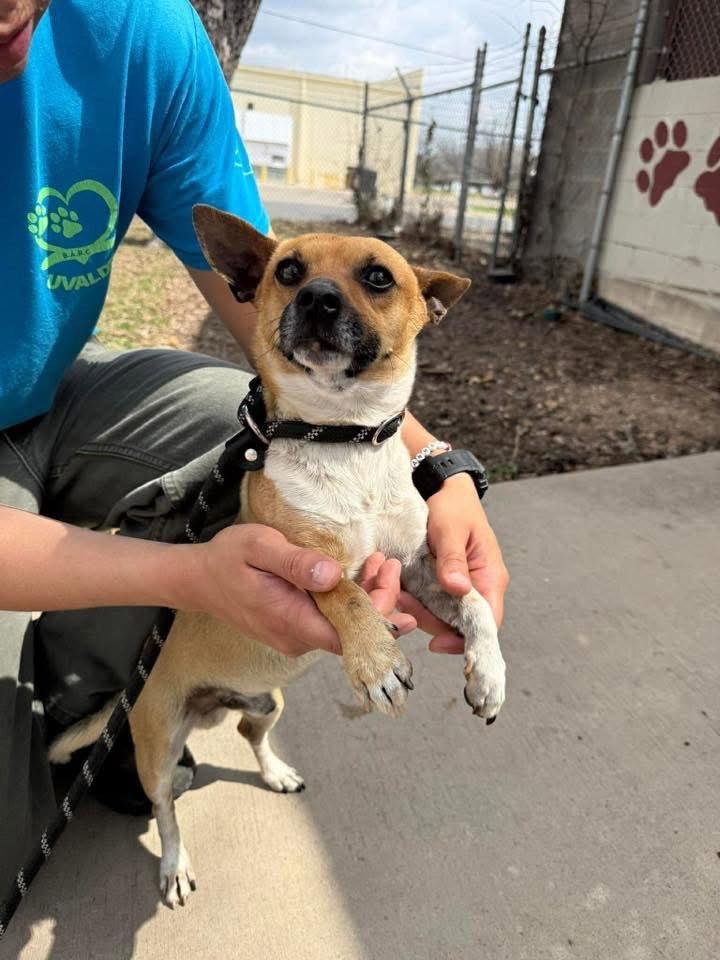 Enlarge Benito, a Adoptable Chihuahua in Tonawanda, NY image 3/3