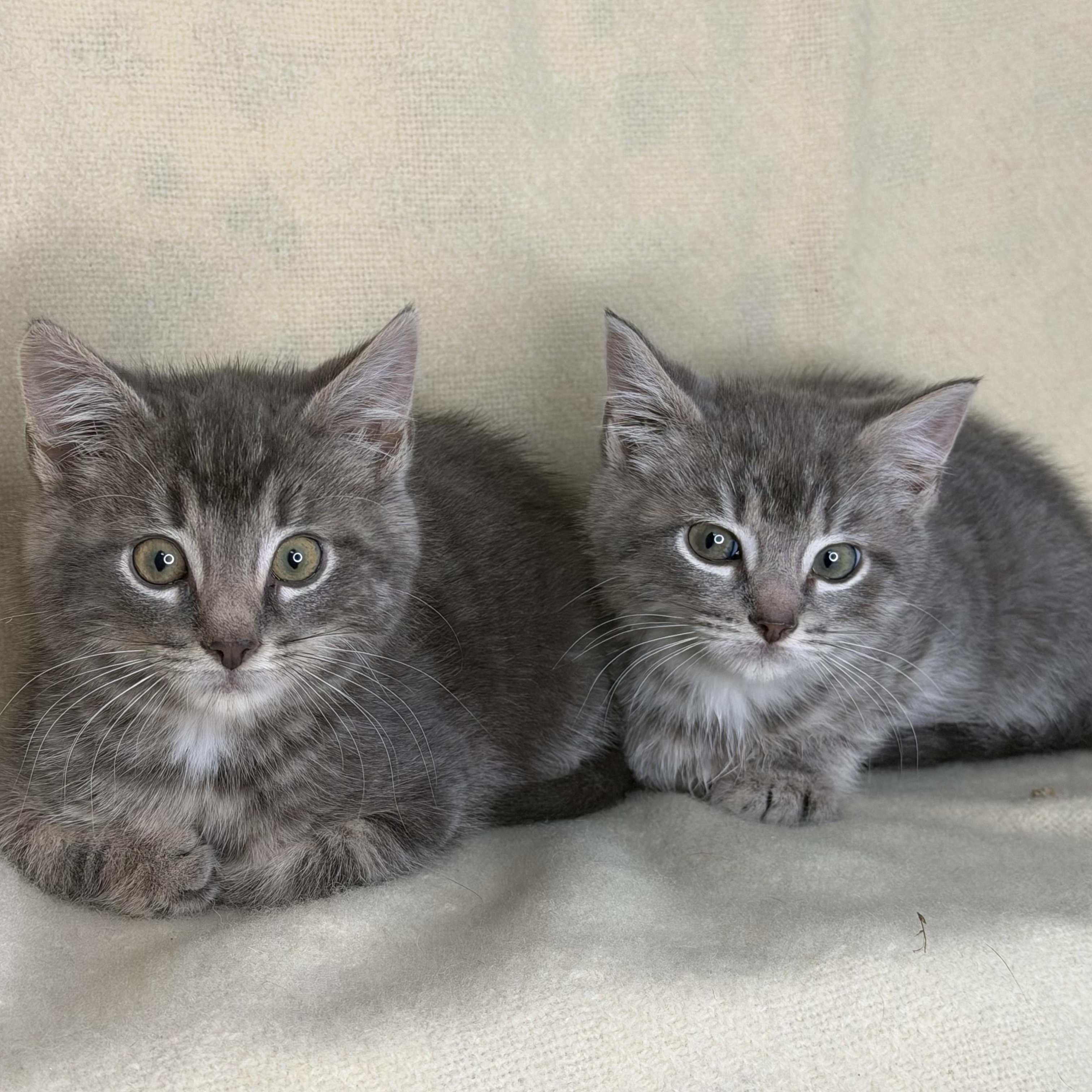 Charlie & Max Bonded