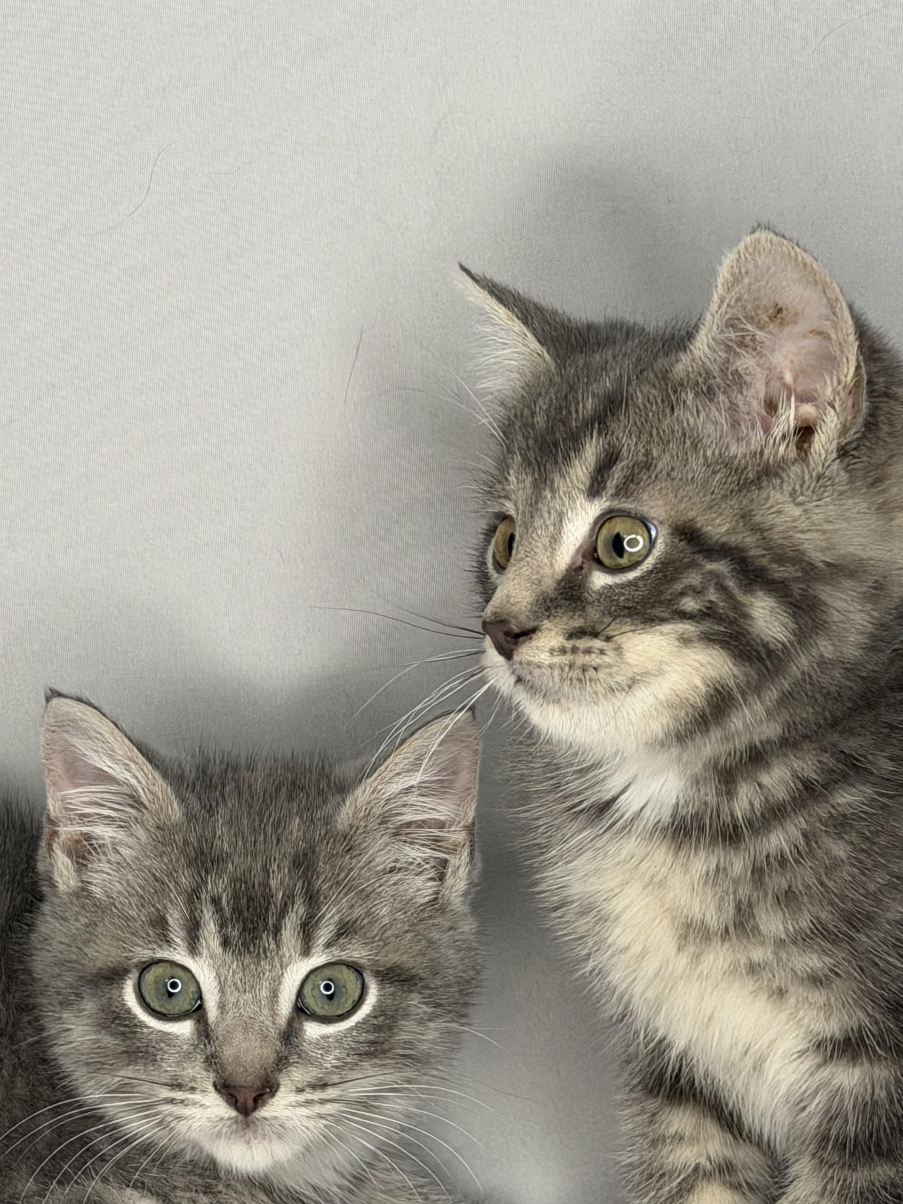 Charlie & Max Bonded thumbnail 2