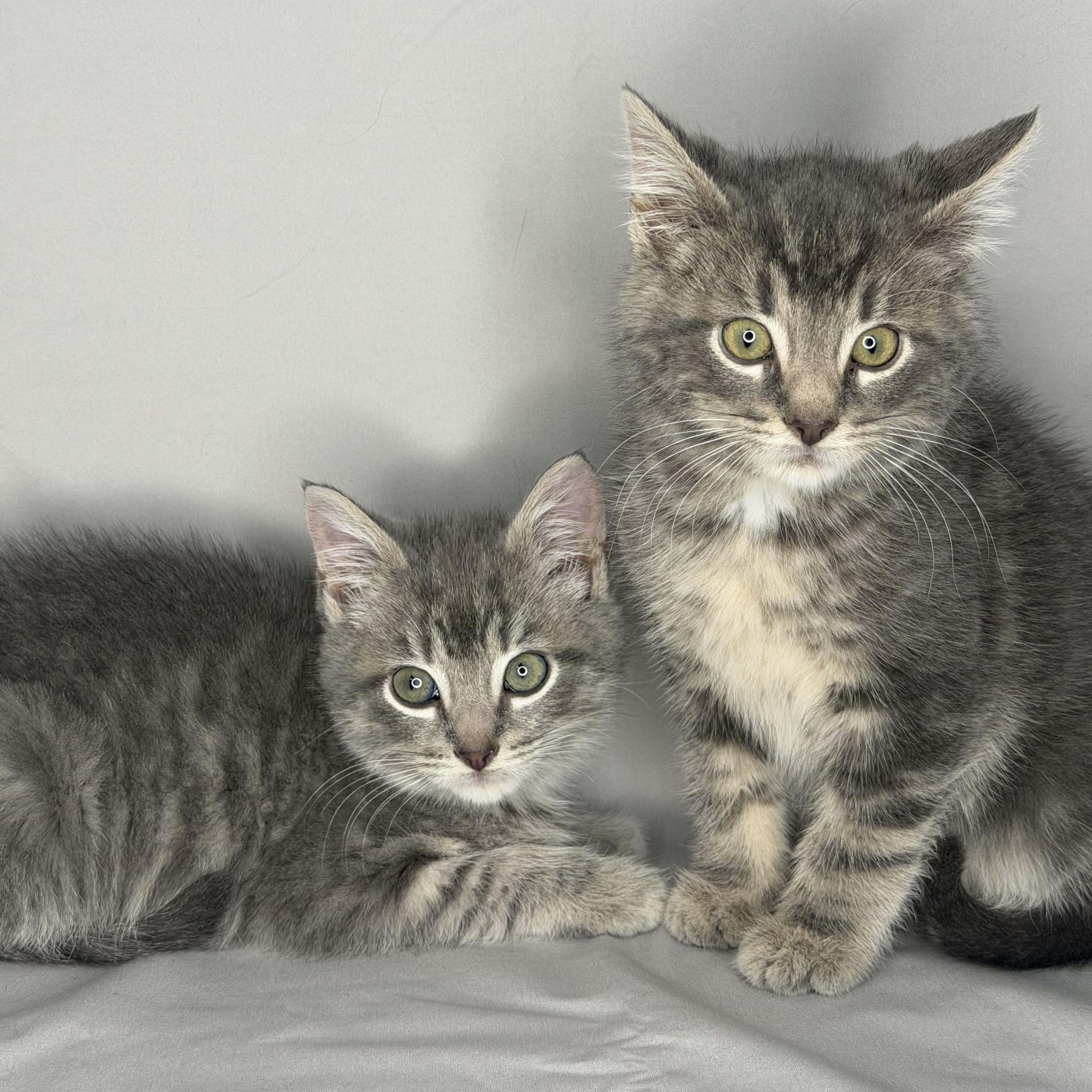 Charlie & Max Bonded thumbnail 3