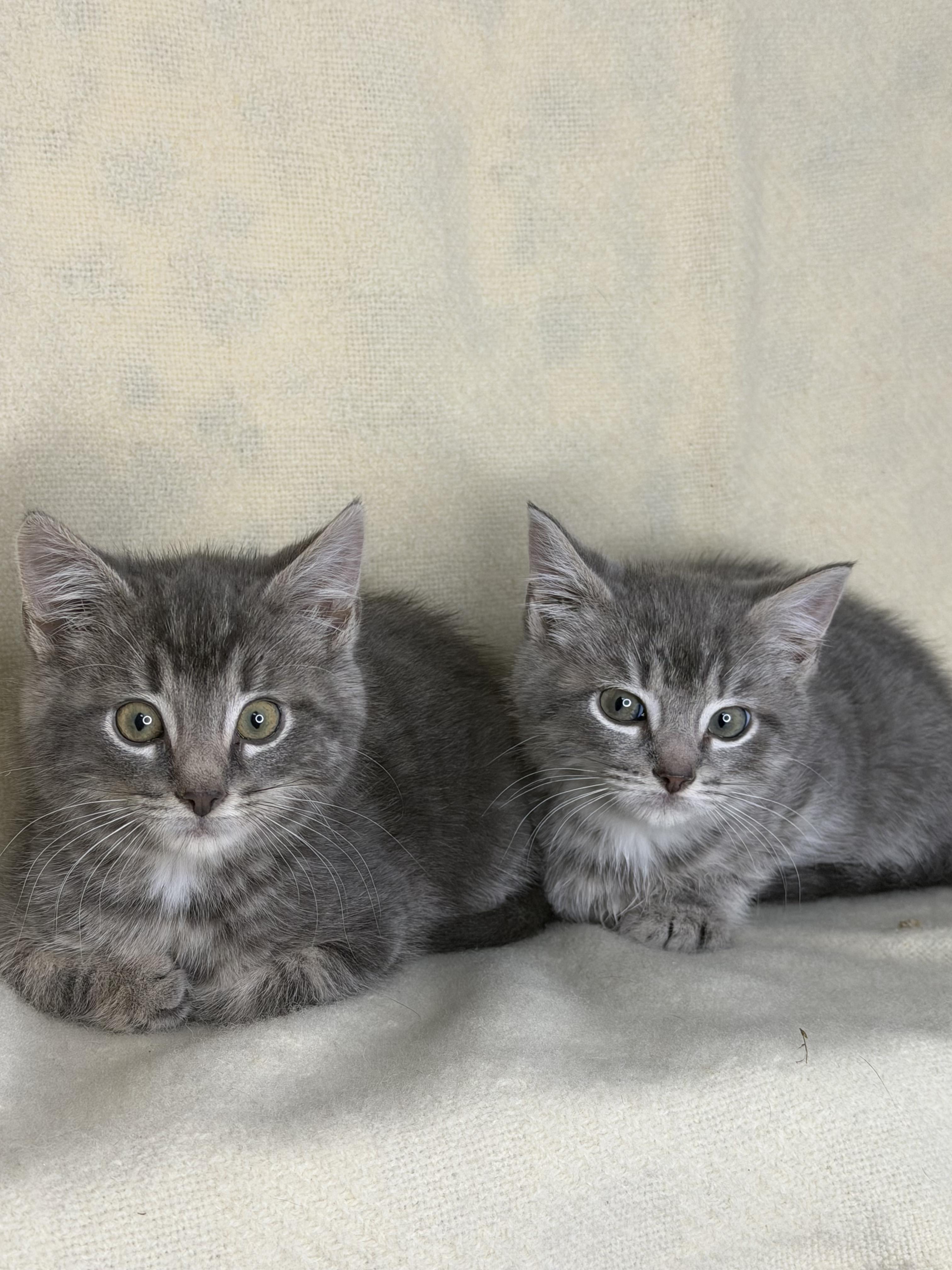 Charlie & Max Bonded thumbnail 4