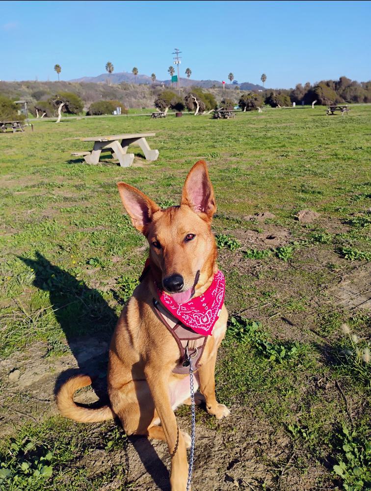 Aiko, Adoptable, Young Female Carolina Dog.