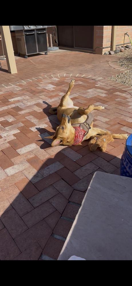 Enlarge Aiko, a Adoptable Carolina Dog in Pasadena, CA image 2/6