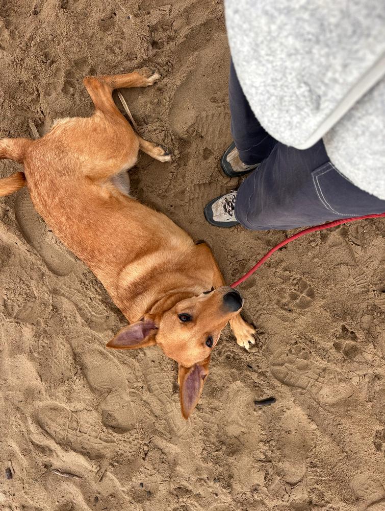 Enlarge Aiko, a Adoptable Carolina Dog in Pasadena, CA image 3/6