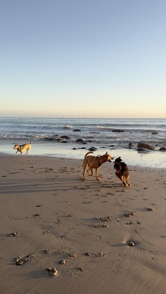 Enlarge Aiko, a Adoptable Carolina Dog in Pasadena, CA image 4/6