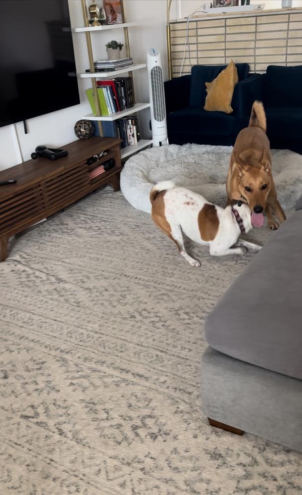 Aiko, Adoptable, Young Female Carolina Dog.