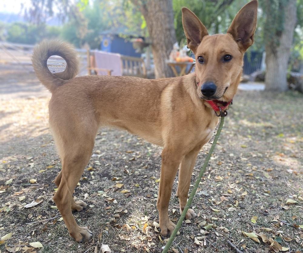 Enlarge Aiko, a Adoptable Carolina Dog in Pasadena, CA image 2/6