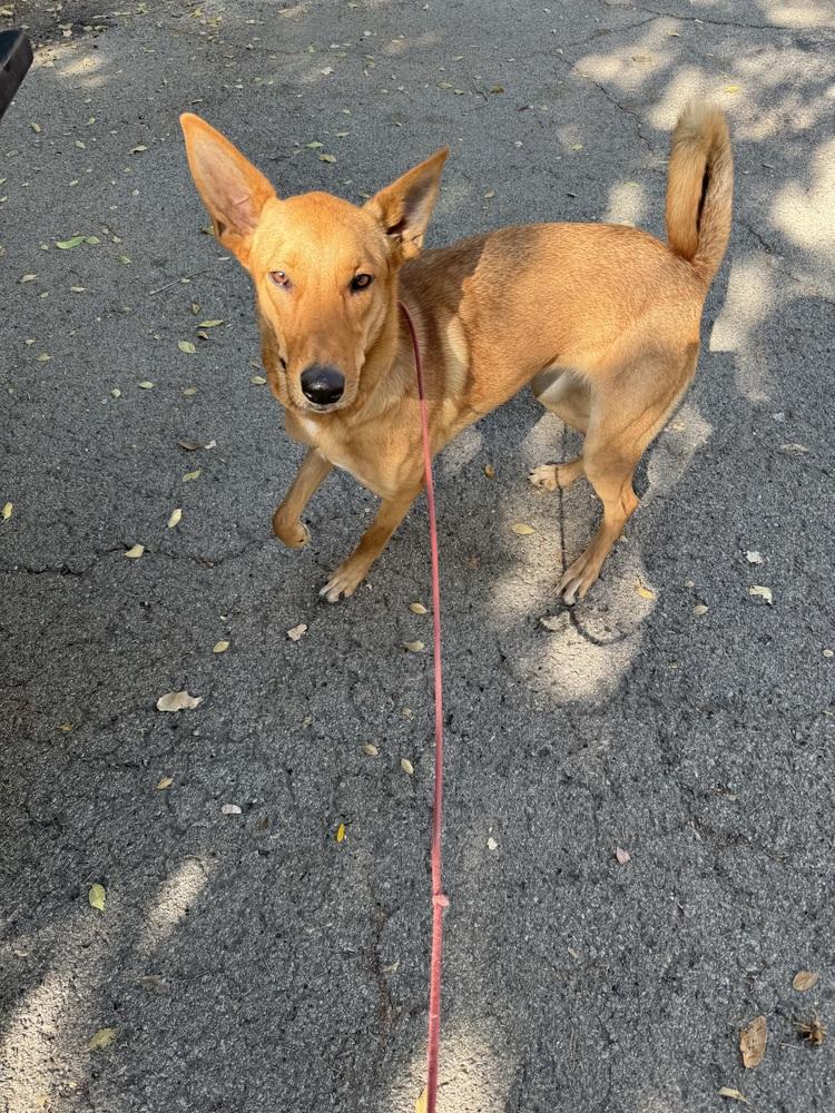 Enlarge Aiko, a Adoptable Carolina Dog in Pasadena, CA image 3/6