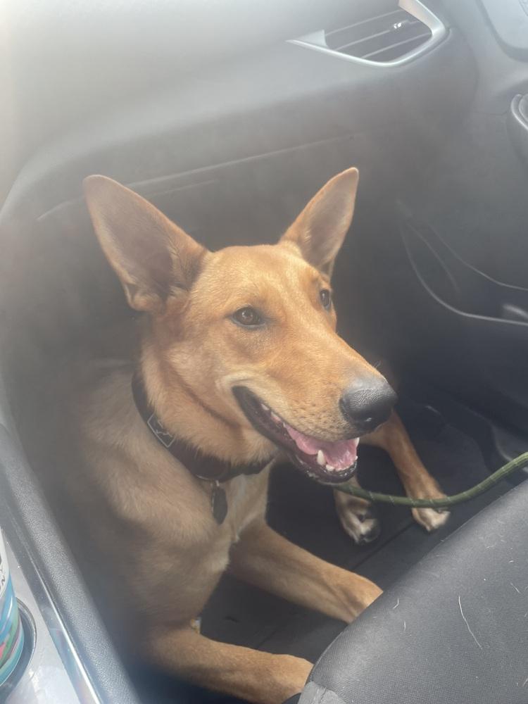 Enlarge Aiko, a Adoptable Carolina Dog in Pasadena, CA image 4/6