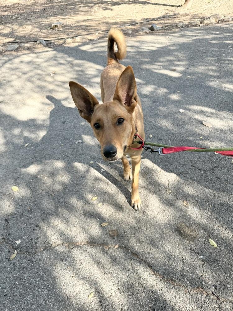 Enlarge Aiko, a Adoptable Carolina Dog in Pasadena, CA image 5/6